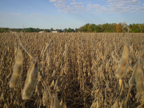 Property photo 35 - 75+/- Acres in 9 Tracts